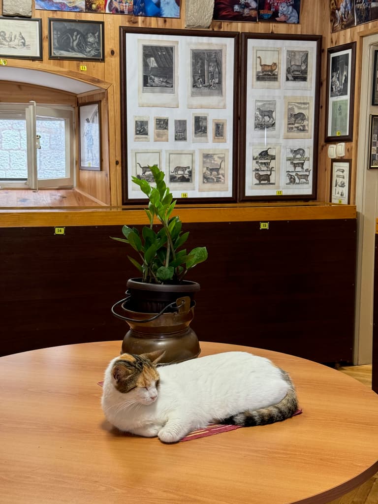 Kotor Cats Museum