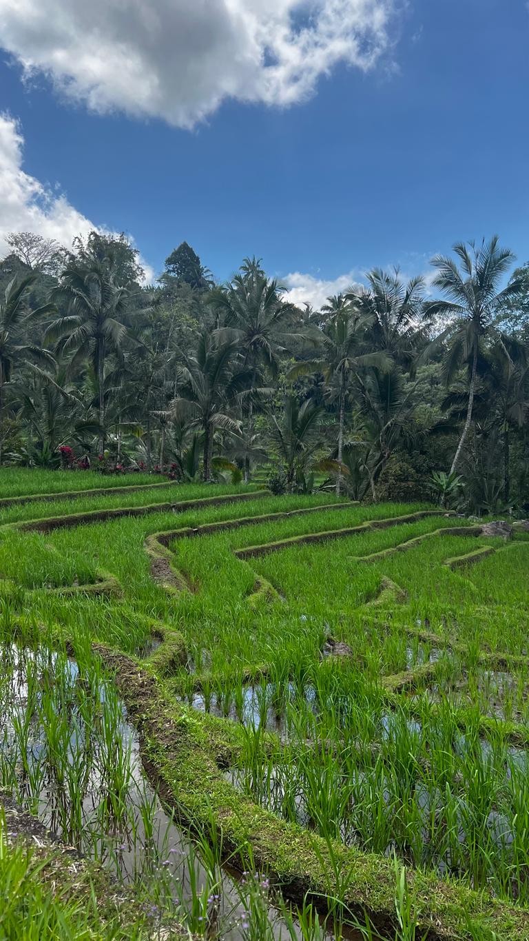 Tegallalang Rice Terrace