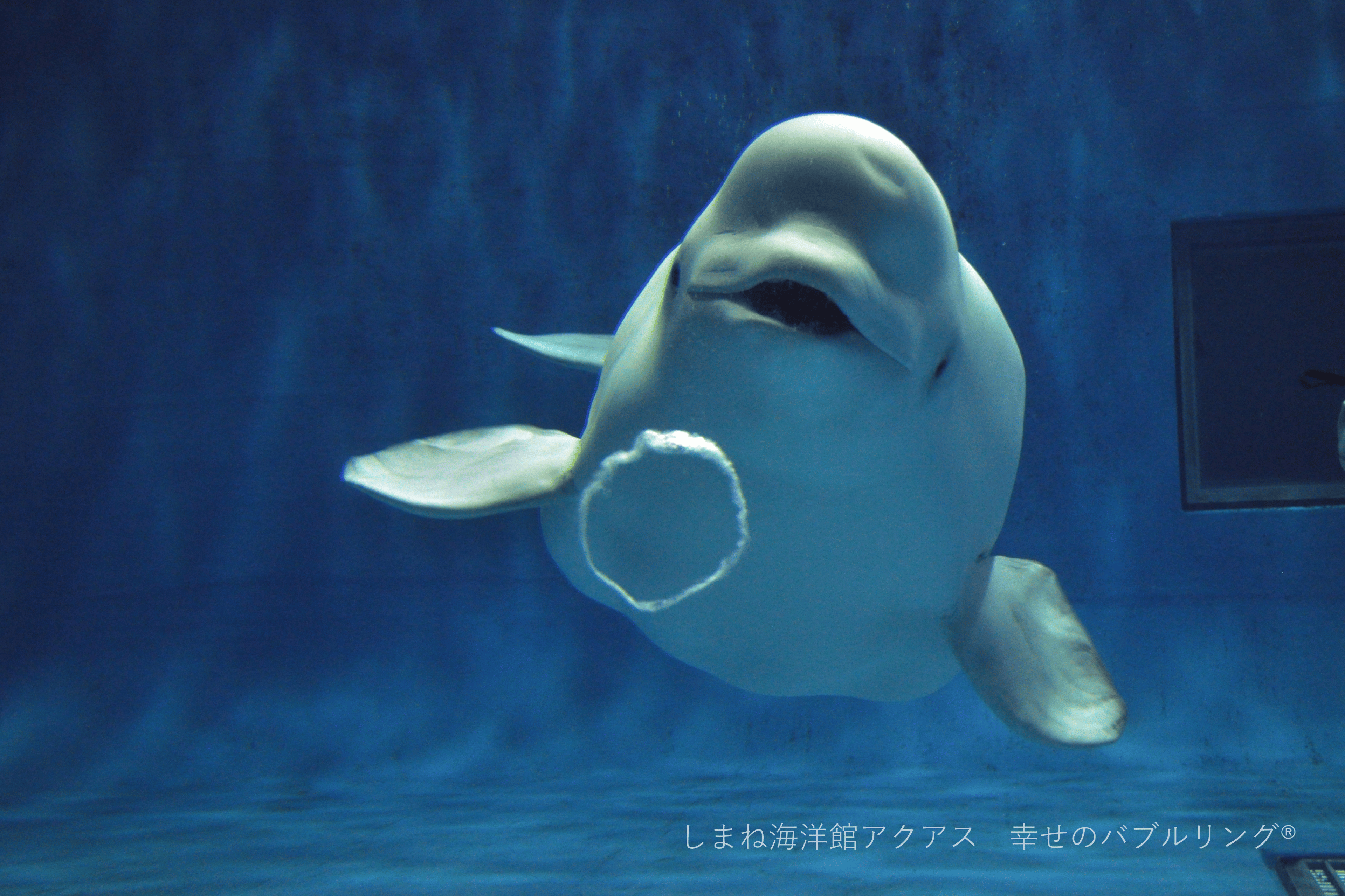 しまね海洋館アクアスへ行こう！