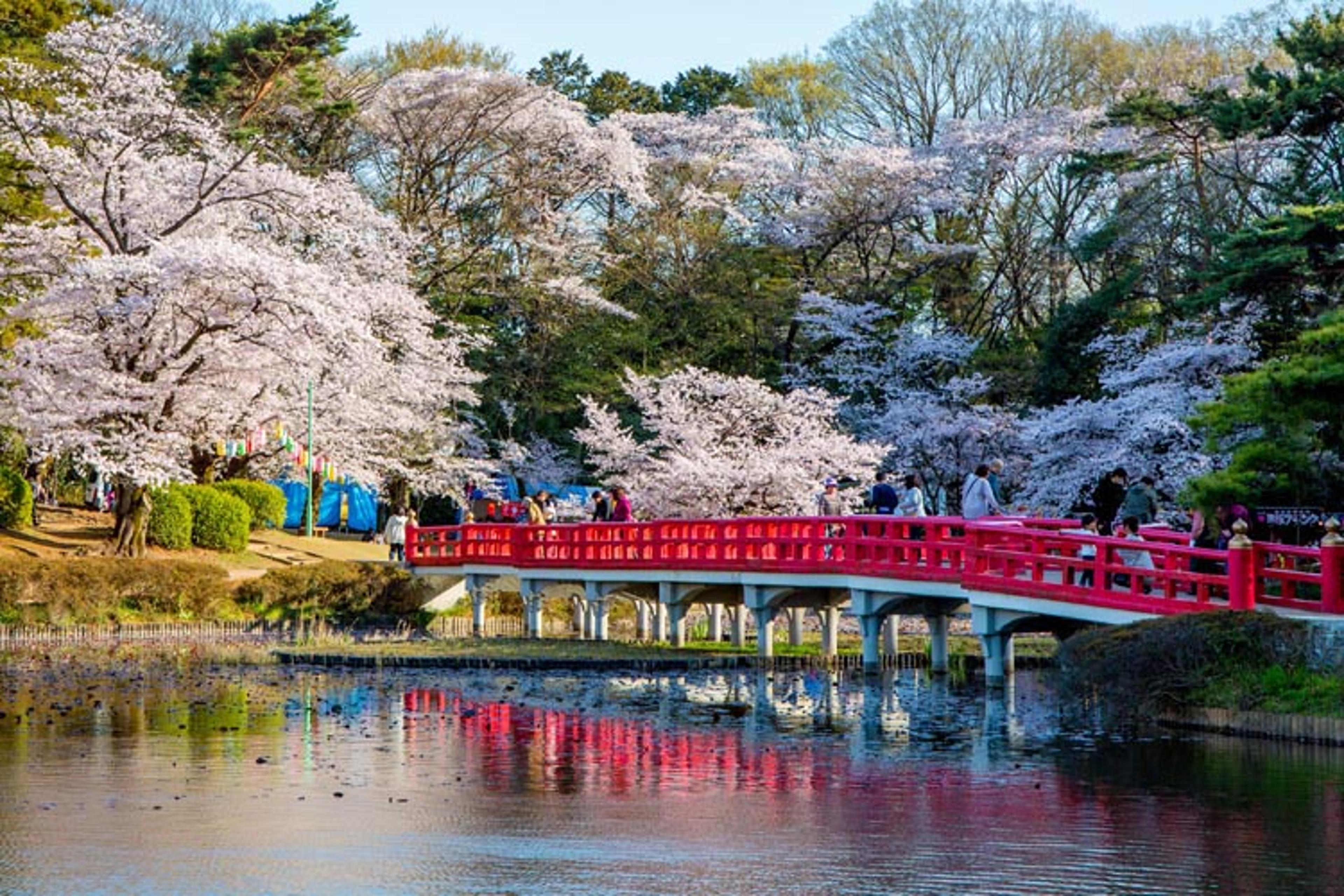春には岩槻城址公園の桜が見られます！