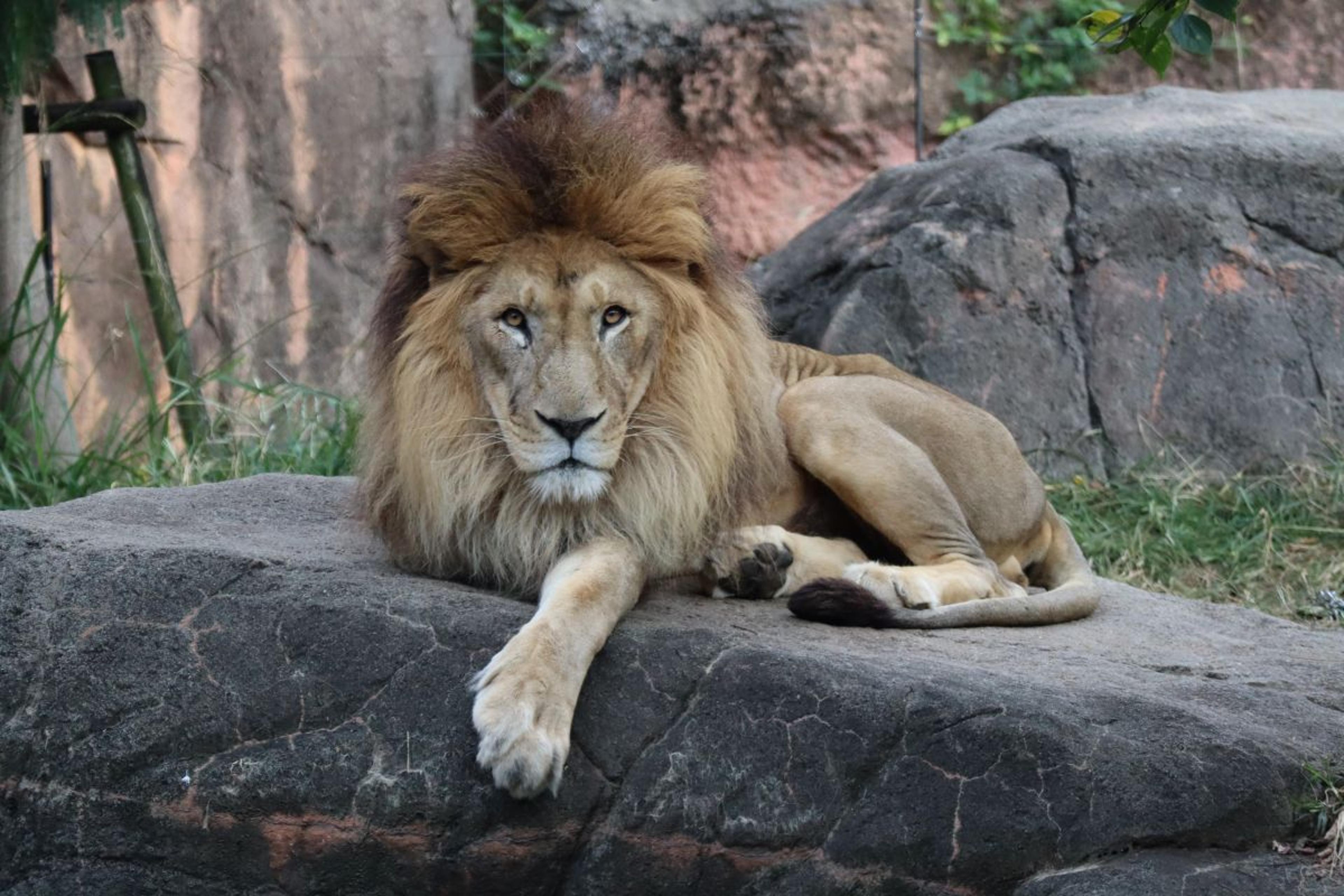 都心のオアシス天王寺動物園まで徒歩3分！