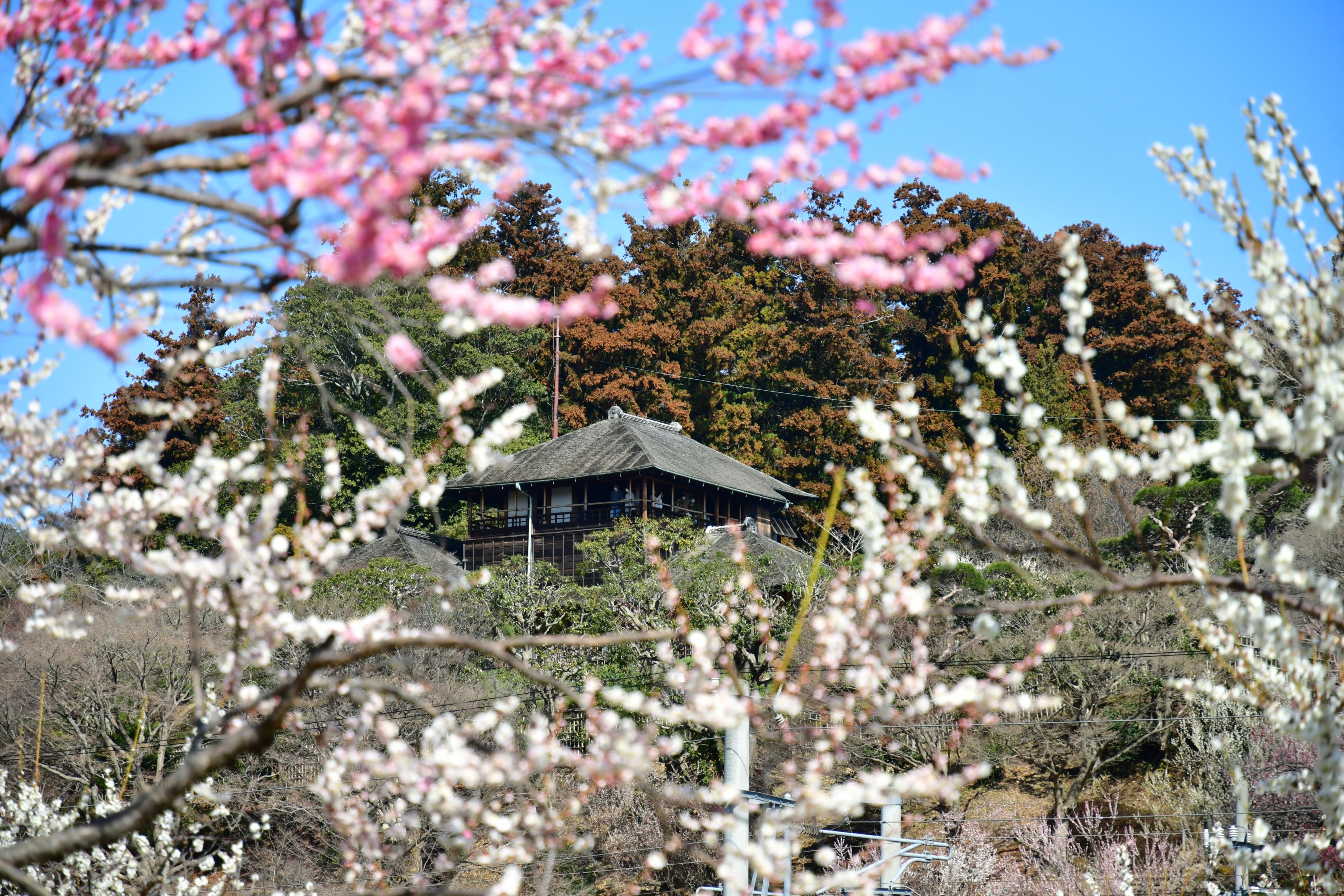 学問と歴史の街　偕楽園～弘道館