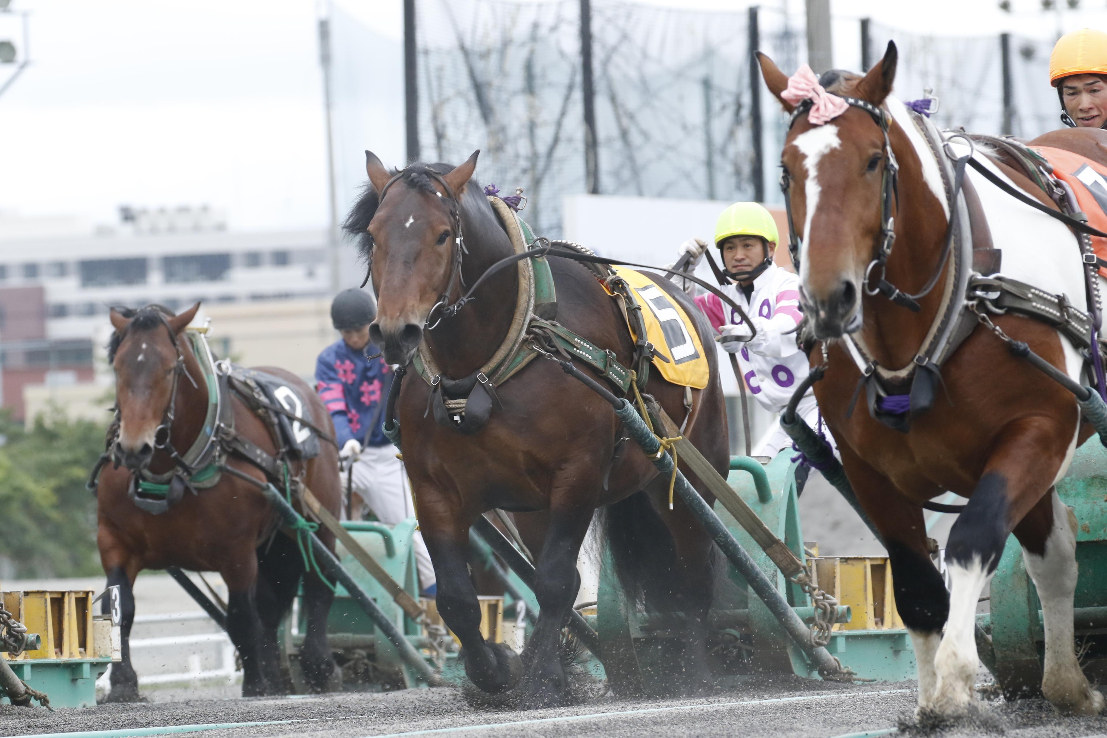 世界で唯一の競馬場がすぐ近くに