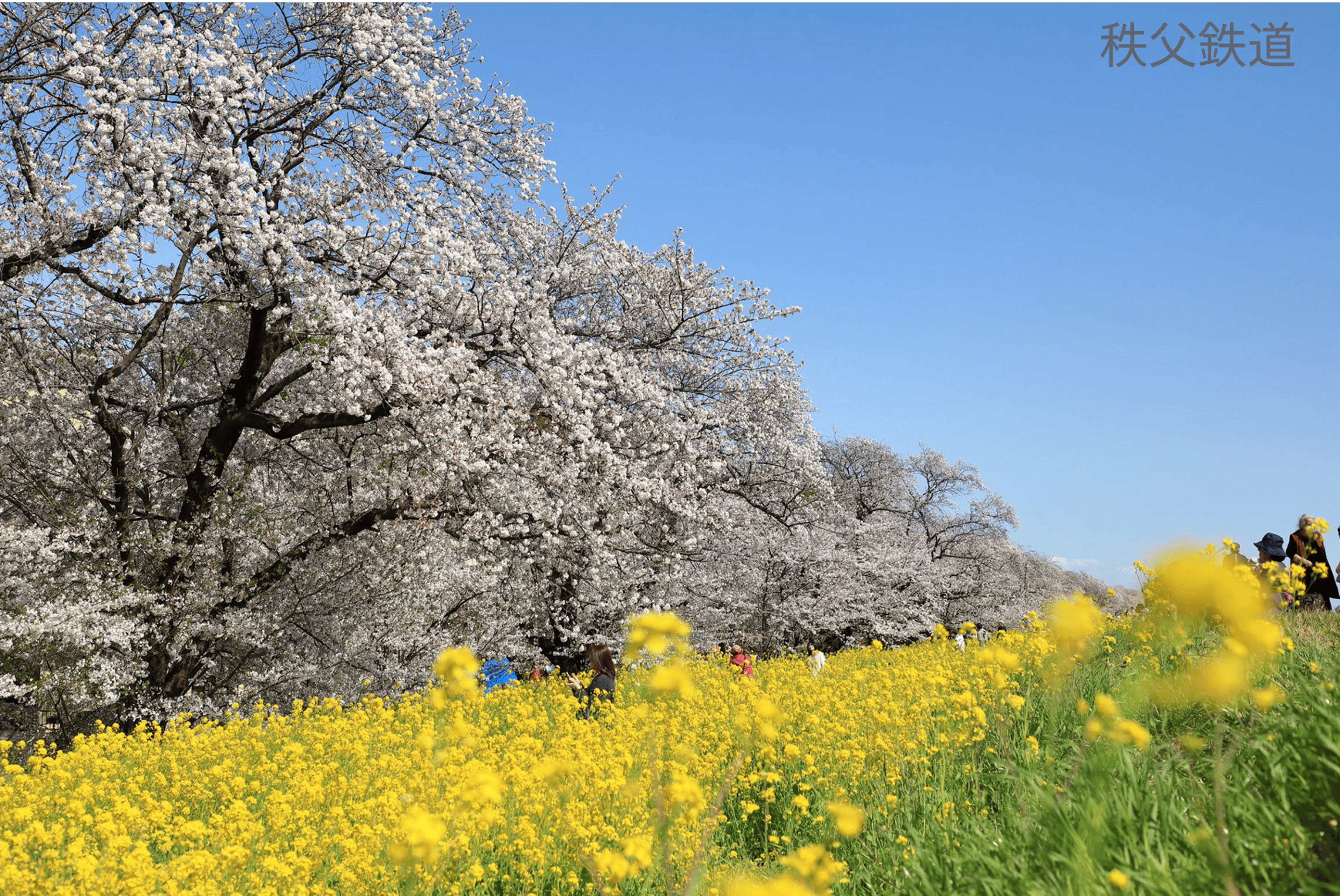 桜の季節におすすめ！！熊谷桜堤！！