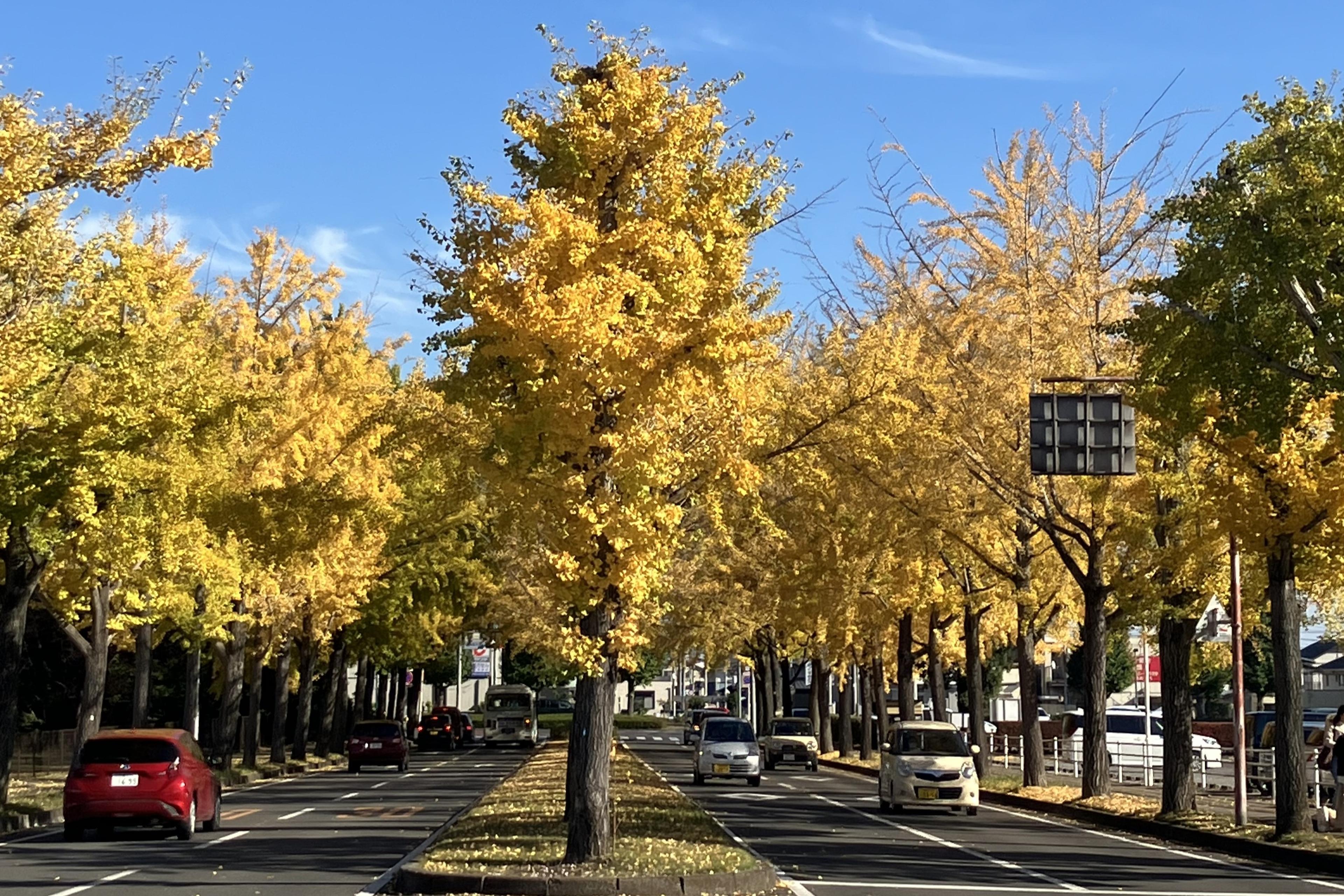 客室から見える紅葉ロード！！