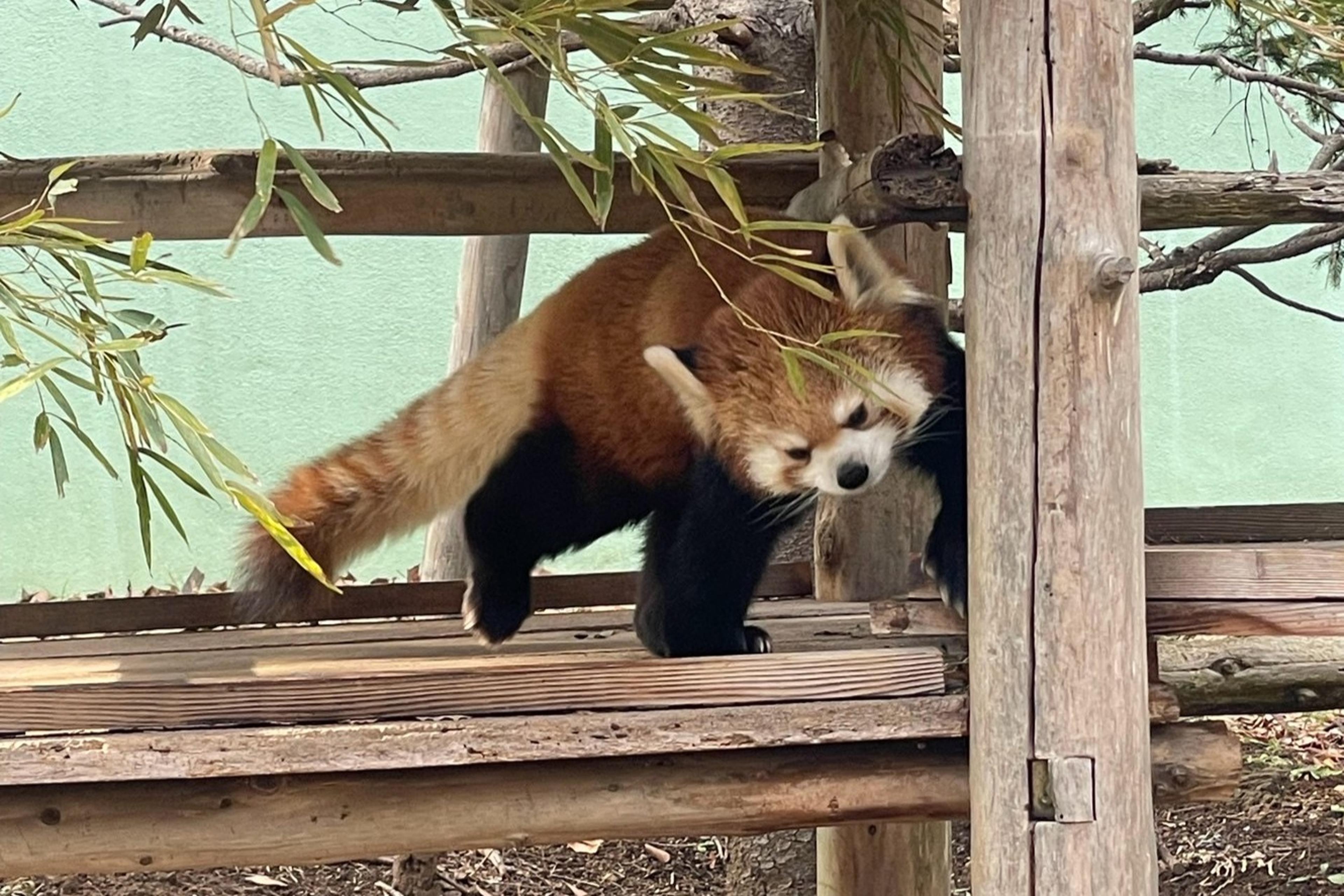 レッサーパンダに会える千葉動物公園