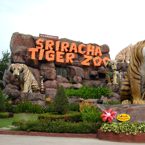 Pattaya-Sri Racha Tiger Zoo (Photo shooting + Feeding tiger + Shoot & Feed + Feeding Crocodiles) - Private Transfer