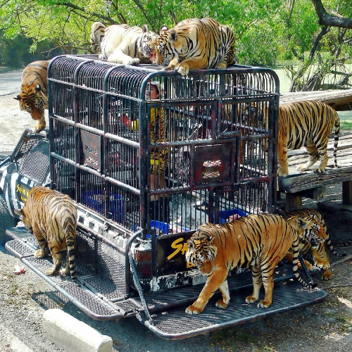 Bangkok Safari World & Marine Park with Lunch with shared Transfers (Monday Closed)