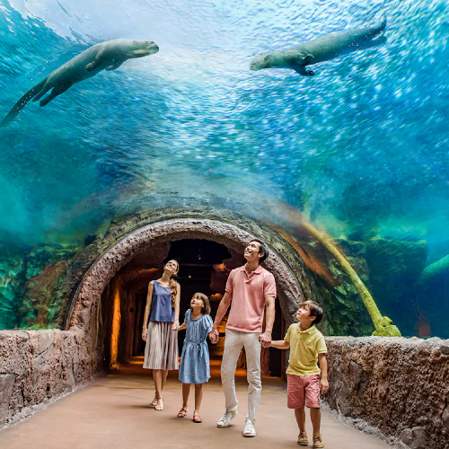 4-in-1 Park hopper {Bird Paradise + River Wonders + Zoo + Night Safari)(Admissions + Rides + ARQ Boat Ride) with Return Shared Transfer