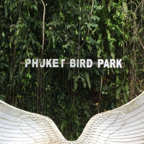 Phuket Bird Park with Return Private Transfer (Patong area hotels- Bird park)