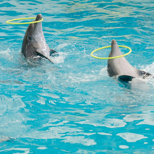 Dolphins Bay - VVIP Seat with Private Transfers