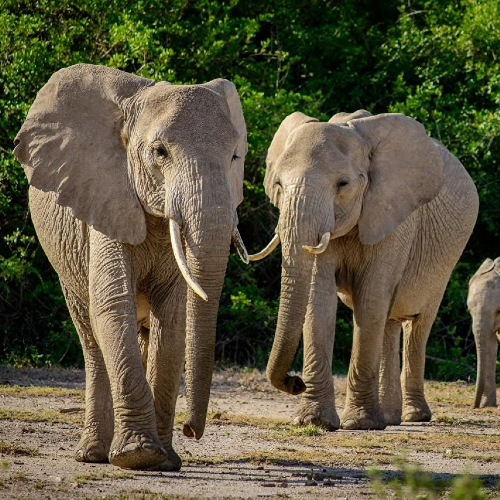 Ao Nang Elephant Sanctuary with Return Private Transfer 