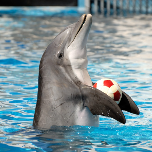 Dolphinarium - Regular Ticket with Return Private Transfer (Closed on Wed)
