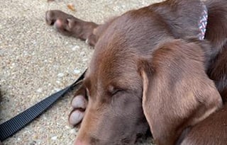 Real Working Farm with lots of animals...