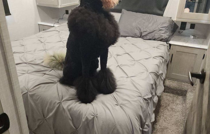 Poodle not included