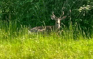"Bunny," is a 2020 Thor Motor Coach, SUPER CLEAN!!