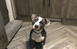 2021 Forest River RV EVO Lite 2400BHX