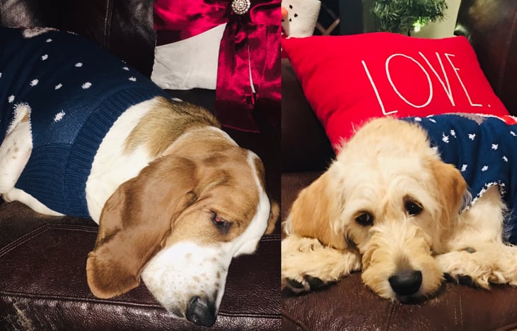 All Doggies that are Potty Trained are welcome.