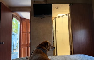 Pet Friendly - Welcome to the Pine and Dandy