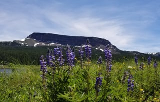 4WD All-Season "Jane" UNLIMITED MILES + Starlink