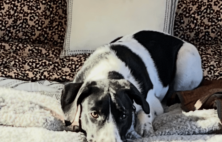 Lily loves her soft camper bed.