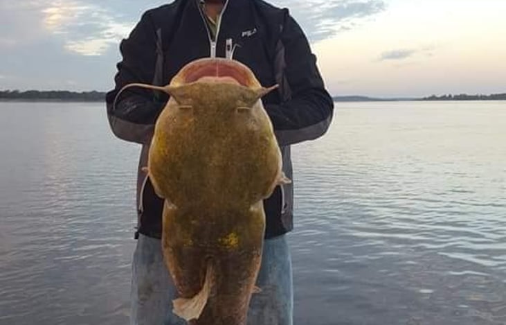 68 pound yellow cat caught at Lake Somerville!
