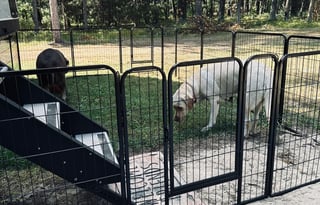 Pet Friendly 2020 Forest River Wolf Pack 23PACK15