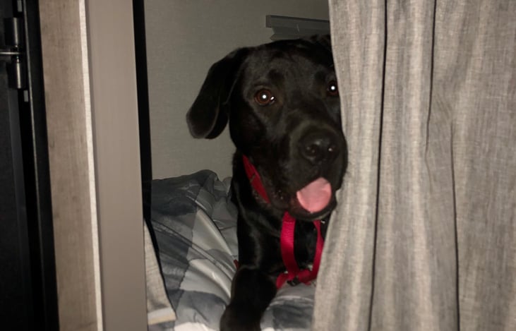 Max the Dog isn't included with the rental. :)