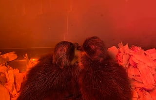 Real Working Farm with lots of animals...