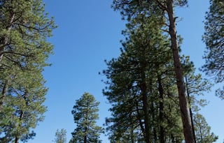 Forest River FR3 32DS Bunkhouse "Big Mama"!