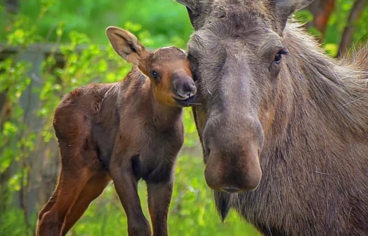 Just a momma and her new baby. They look calm but don’t ever try to approach a moose. They are wild animals and will think nothing of stomping you! So from afar, take your pictures.