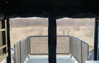 Shilhon Acres Wolf Pup