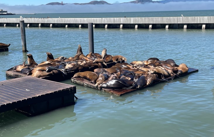 The seals in San Francisco.