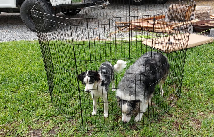 Pet pin Sherman and Peabody approved