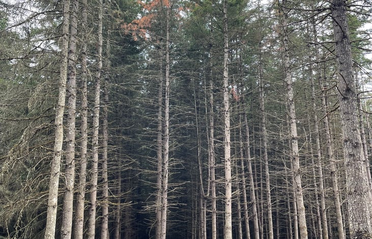 You won't see trees like this unless you hop in the RV and hit the open road!