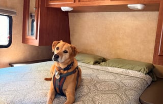 Pet Friendly - Welcome to the Pine and Dandy