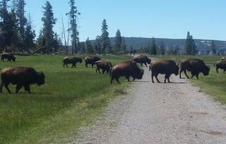 4WD All-Season "Rosie" UNLIMITED MILES + Starlink