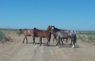 4WD All-Season "Judy" UNLIMITED MILES + Starlink