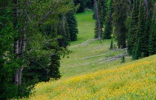 2024 Ford Tremor  Roofnest FREE P/U +STARLINK