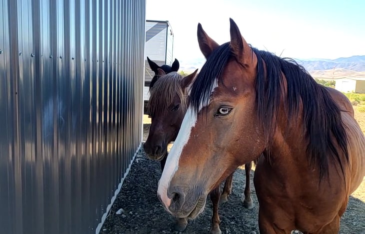 Just feet away, you'll stay by these amazing wild horses.  This is ol' blue eye!  He has 1 blue eye & 1 brown eye.