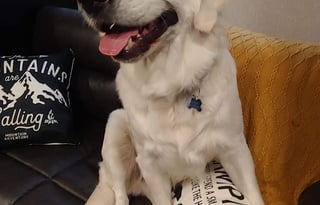 Beau Skye and Willow Dawn's Dog Friendly RV Rental