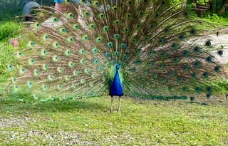 2020 Thor Motor Coach 30D At Tigerbunny Acres Farm