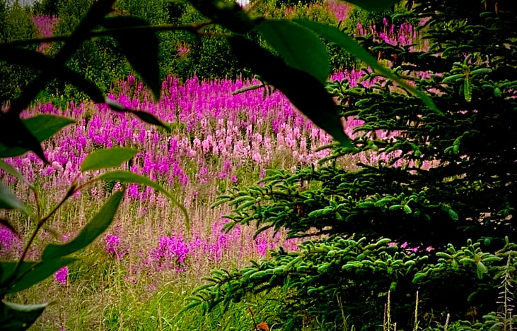 Alaska Fireweed in shades of pink. About mid August is when the fireweed is in full bloom. You can catch a rare color of White sometimes but mostly shades of pink.
