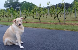 Sleek and modern Sojuorn