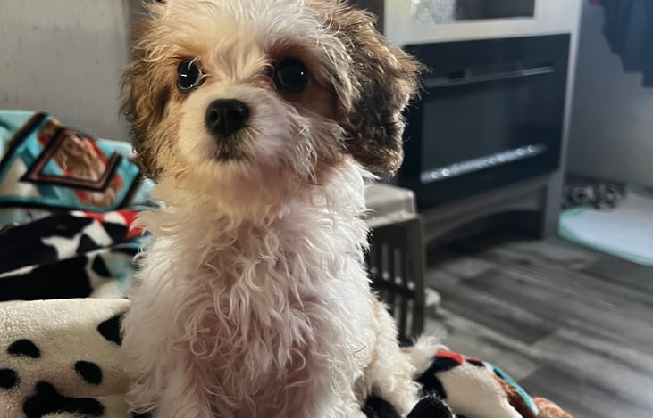 Tiny loves to camp but she looks ready to be outside.