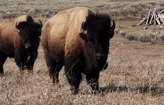 4WD All-Season "Rosie" UNLIMITED MILES + Starlink