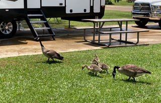 2021 Forest River RV Salem Hemisphere 369BL