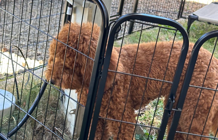 Safety for your pets