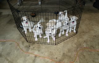 Real Working Farm with lots of animals...