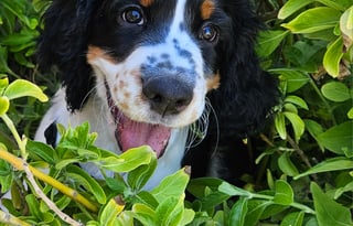 2004 CARSON RV Sport Fun Runner